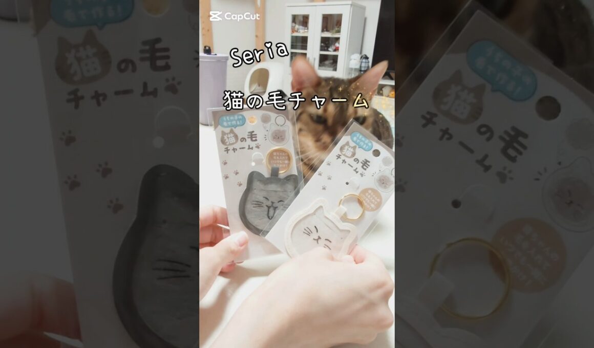 【#Seria 】猫の毛チャーム #猫 #猫動画 #ベンガル #cat #fyp #猫のいる暮らし #shorts #short