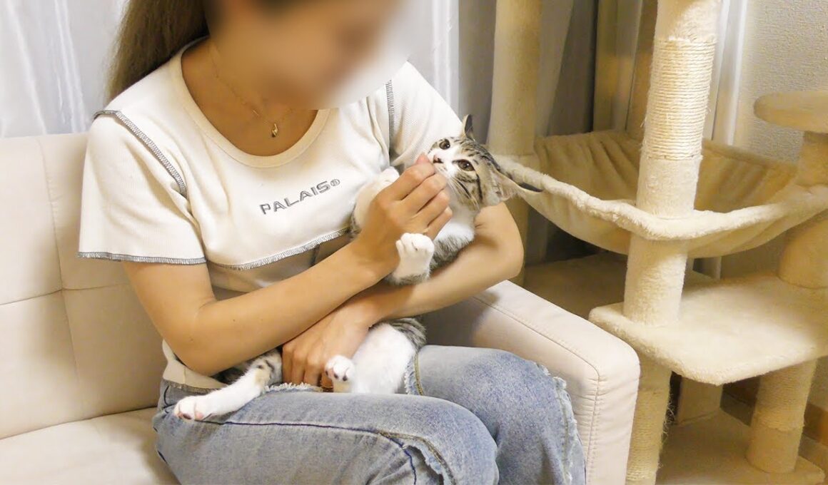 綺麗な女性には赤ちゃんみたいに甘えるオス猫