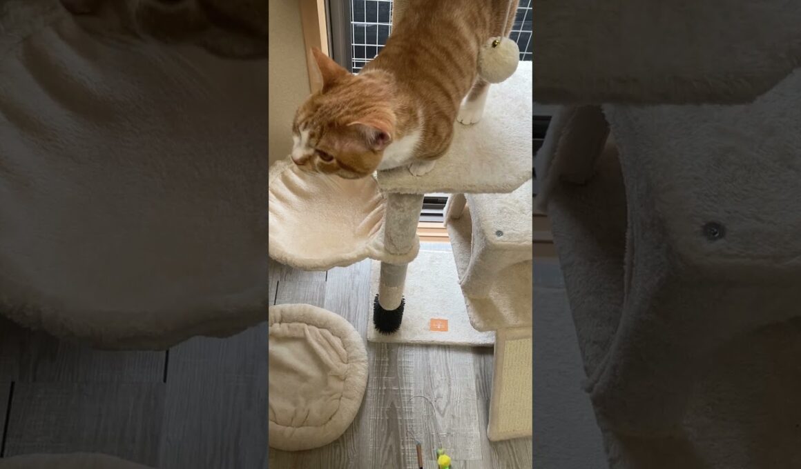 ここ、おれの、なわばり #子ネコ #マンチカン #猫のいる暮らし #ねこ #cat