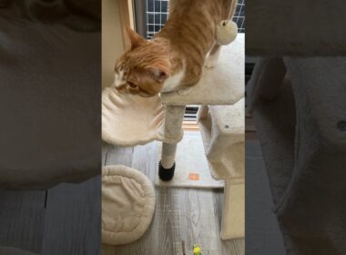 ここ、おれの、なわばり #子ネコ #マンチカン #猫のいる暮らし #ねこ #cat