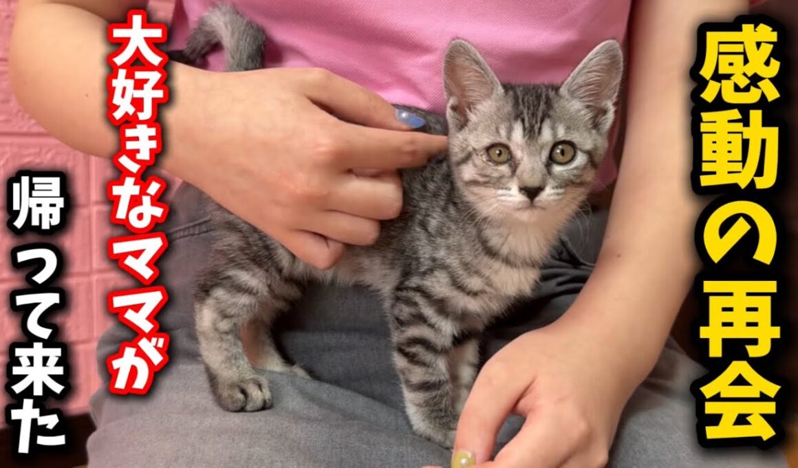 子猫の体調を心配して育てのママが会いに来てくれました