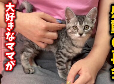 子猫の体調を心配して育てのママが会いに来てくれました