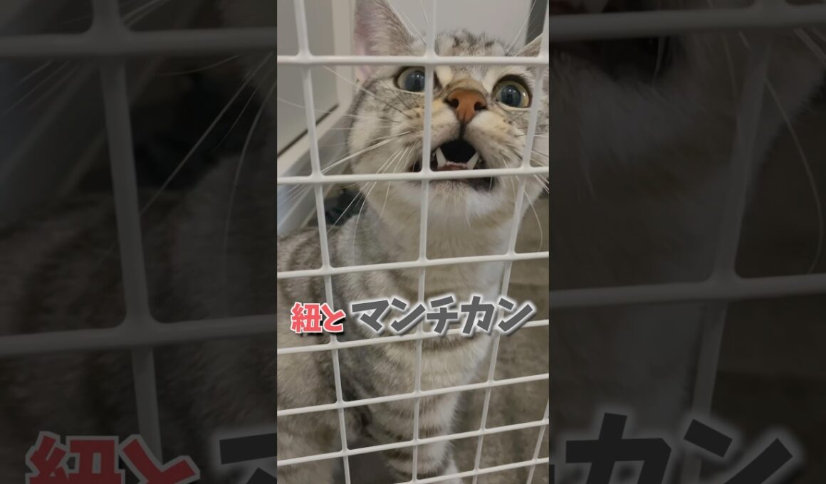 猫が可愛過ぎて発作が起きるパパ。#cat #猫