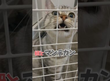 猫が可愛過ぎて発作が起きるパパ。#cat #猫