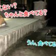 愛情深い地域猫がまたケガした友達に付き添い続けた結果…回復までの約2ヶ月の記録