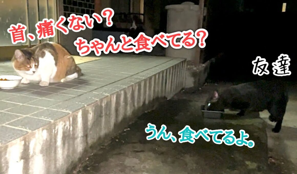 愛情深い地域猫がまたケガした友達に付き添い続けた結果…回復までの約2ヶ月の記録