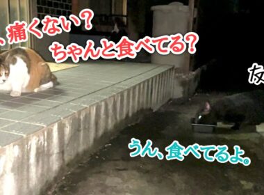 愛情深い地域猫がまたケガした友達に付き添い続けた結果…回復までの約2ヶ月の記録