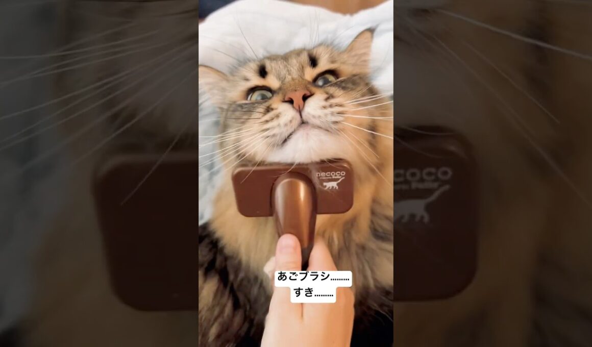 あごブラシの魅力 #サイベリアン #cat #猫 #ヤマネコ