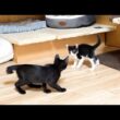 激しすぎる子猫同士のじゃれ合い