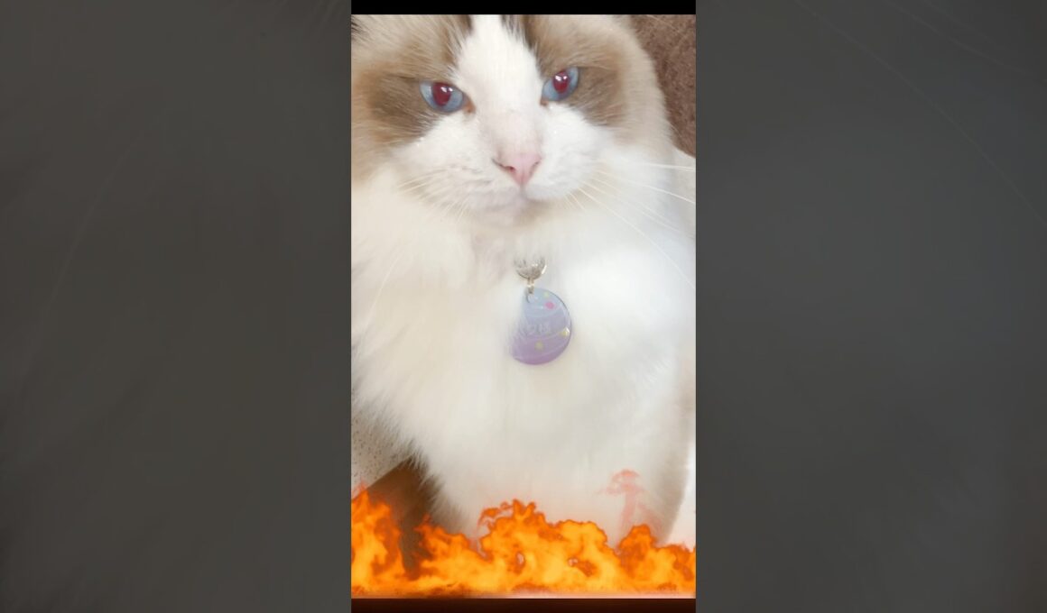 これが巨大猫のぱんち力　#猫  #cat  #ラグドール