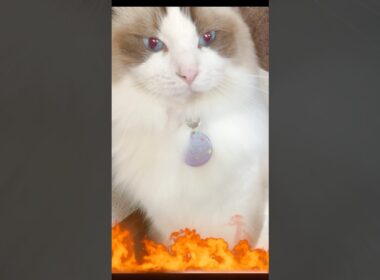 これが巨大猫のぱんち力　#猫  #cat  #ラグドール