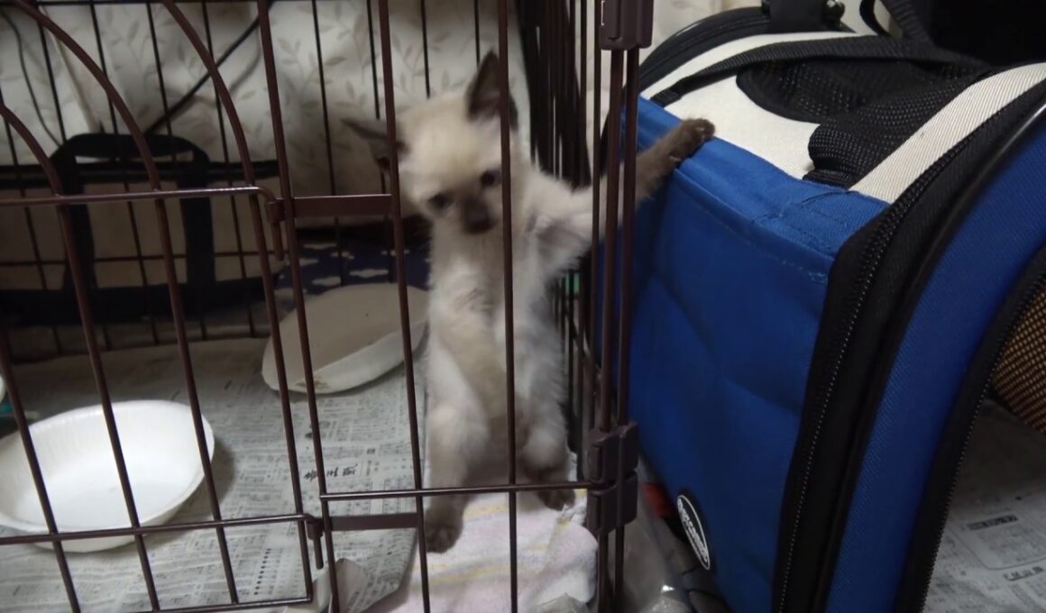ケージの隙間からすり抜ける赤ちゃんシャム子猫😻😲‼