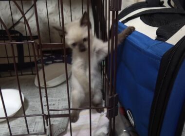 ケージの隙間からすり抜ける赤ちゃんシャム子猫😻😲‼