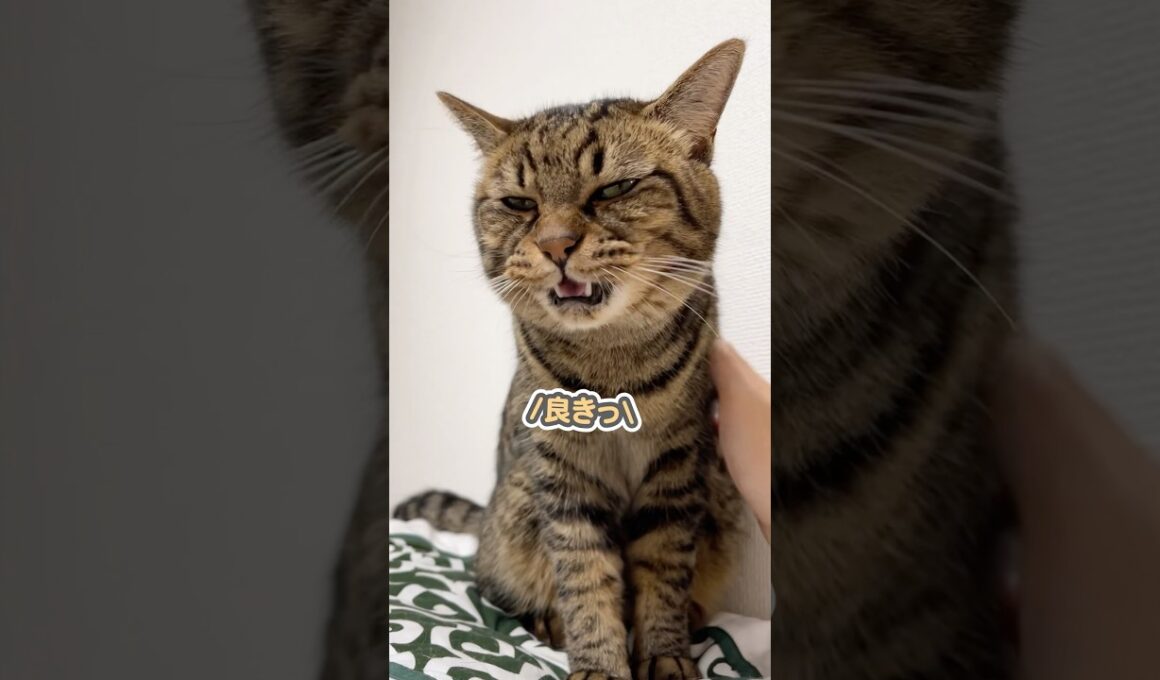 子猫の時から愛情込めて育てたら、こんなに可愛く成長しました