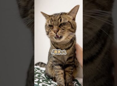 子猫の時から愛情込めて育てたら、こんなに可愛く成長しました