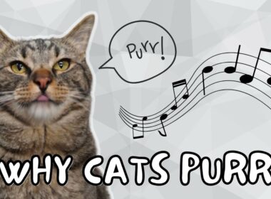 猫が喉を鳴らす理由はこれだ！ | 猫の豆知識