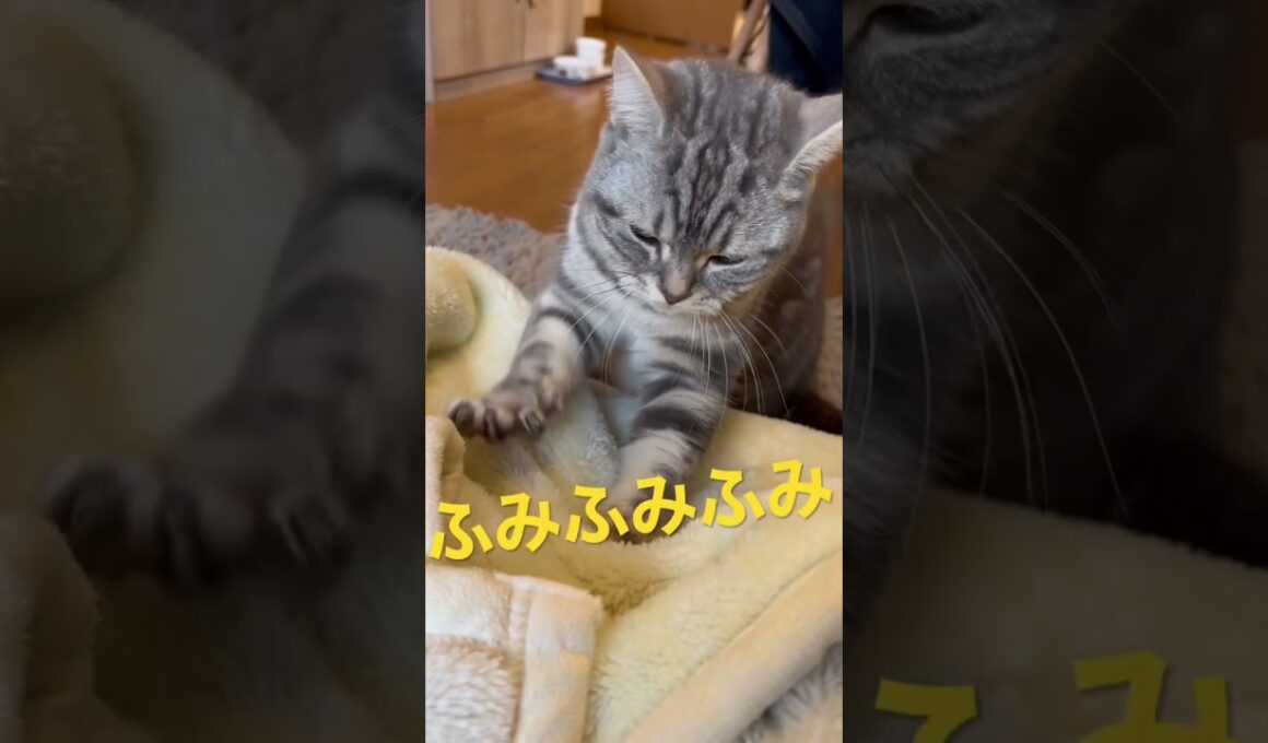 #アメショー #スコティッシュフォールド #cats #すこてぃっしゅふぉーるど
