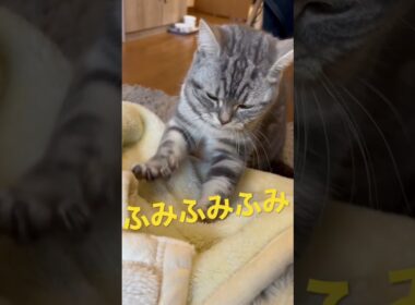 #アメショー #スコティッシュフォールド #cats #すこてぃっしゅふぉーるど