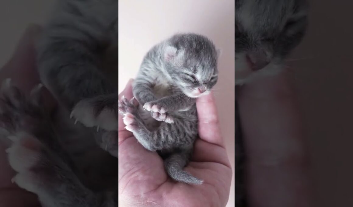 8月30日生まれのサイベリアン赤ちゃん #baby #kitten #cat #meow #siberiancat