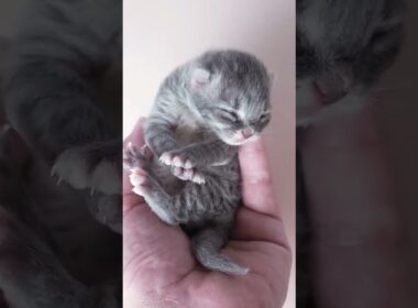 8月30日生まれのサイベリアン赤ちゃん #baby #kitten #cat #meow #siberiancat