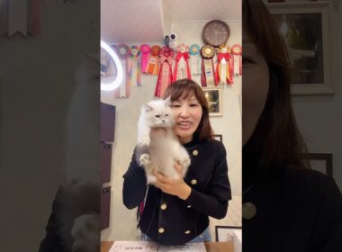 10/11 (土)12:15抱っこができるサイベリアンの子猫ご紹介ライブ3😻ご家族様募集中の可愛い#猫 達が登場します。#サイベリアン をお迎えするなら専門#ペットショップ のロイヤルキャッツで❣️