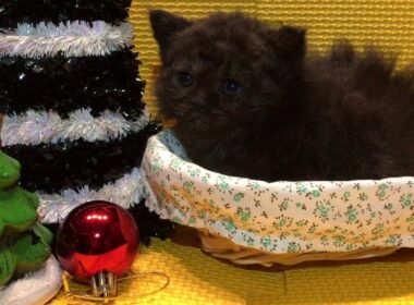 2017.11.16セルカークレックス ブラック