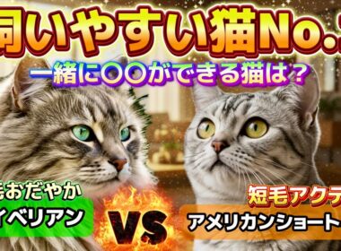 【徹底比較】飼いやすさNo.1猫は？サイベリアン／アメリカンショートヘアはどっちが飼いやすい