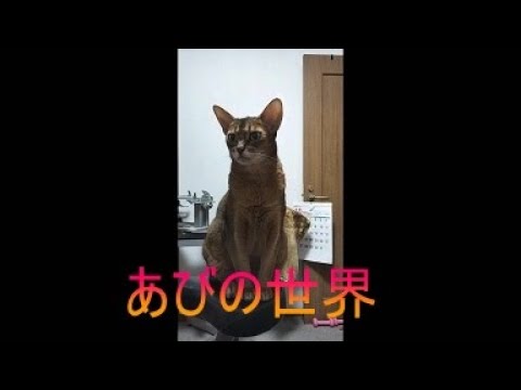 ネコ動画あび＃5369　あびの毎日　アビシニアン　あび