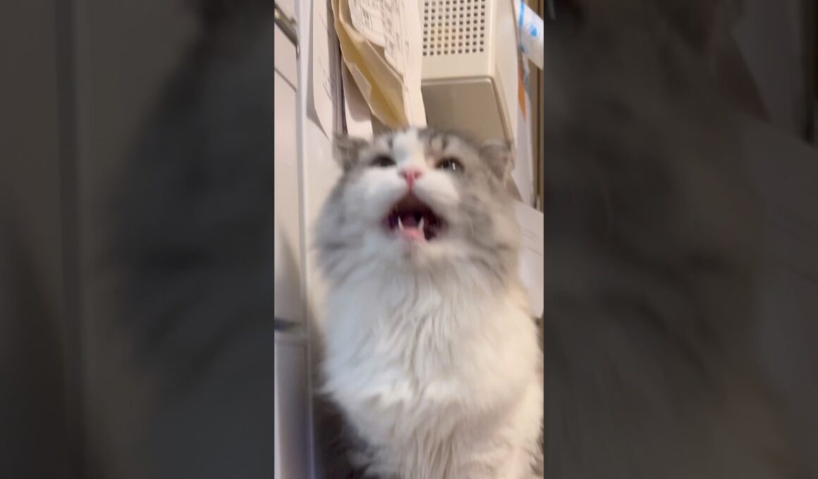 #鳴き声 #スコティッシュフォールド #おうちゃん #たっくんたっくん