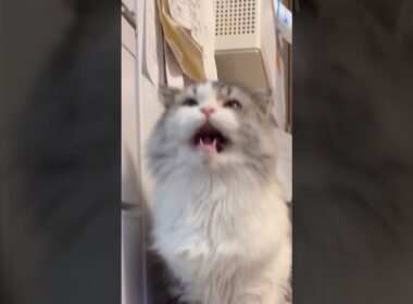 #鳴き声 #スコティッシュフォールド #おうちゃん #たっくんたっくん