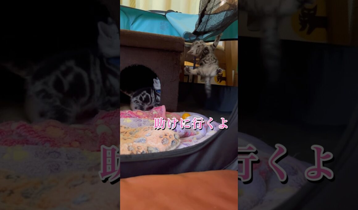 宙吊りになる子猫。助けに行くよ！#アメリカンショートヘア#アメショ#子猫#猫の日常#cat#cats
