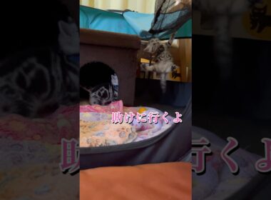 宙吊りになる子猫。助けに行くよ！#アメリカンショートヘア#アメショ#子猫#猫の日常#cat#cats