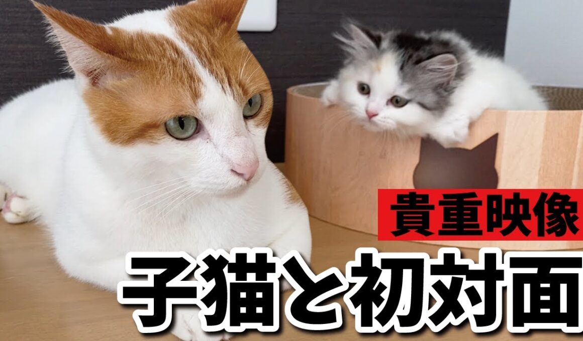 【貴重映像】生後３ヶ月のつくしと師匠がはじめて出会った日【関西弁でしゃべる猫】【猫アテレコ】