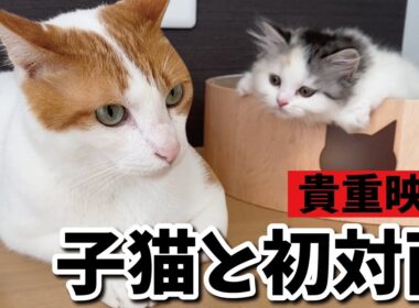 【貴重映像】生後３ヶ月のつくしと師匠がはじめて出会った日【関西弁でしゃべる猫】【猫アテレコ】