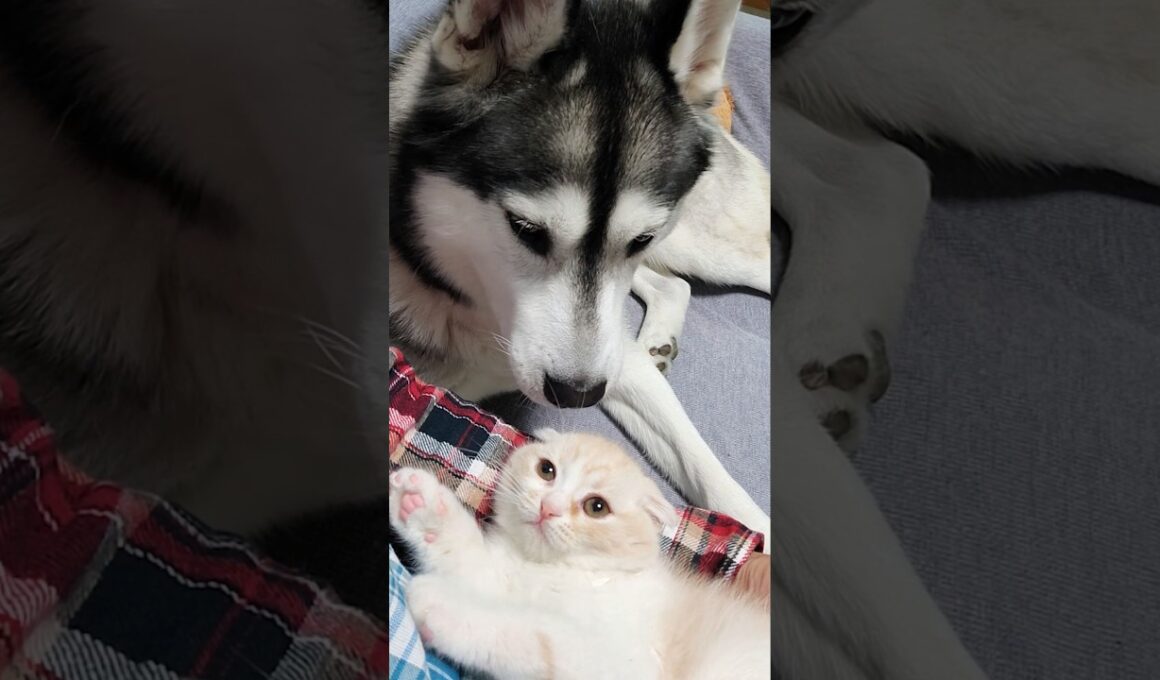 初めて大型犬を見た子猫はこうなる...笑#shorts