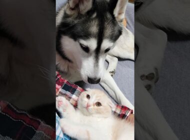 初めて大型犬を見た子猫はこうなる...笑#shorts