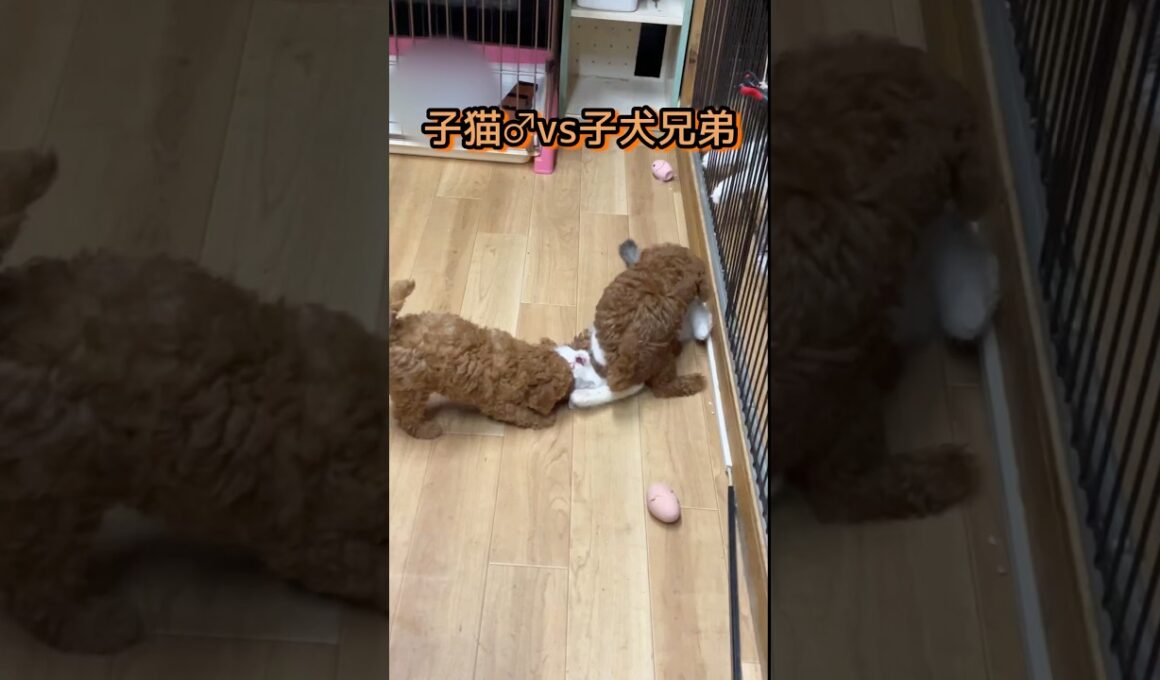 子犬さん兄弟♂♀Vs子猫さん♂#トイプードル #ノルウェージャンフォレストキャット #子犬#子猫