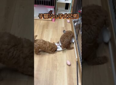 子犬さん兄弟♂♀Vs子猫さん♂#トイプードル #ノルウェージャンフォレストキャット #子犬#子猫