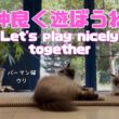 バーマン猫ウリとラフ【仲良く遊ぼうね】Let's play nicely together（バーマン猫）Birman/Cat