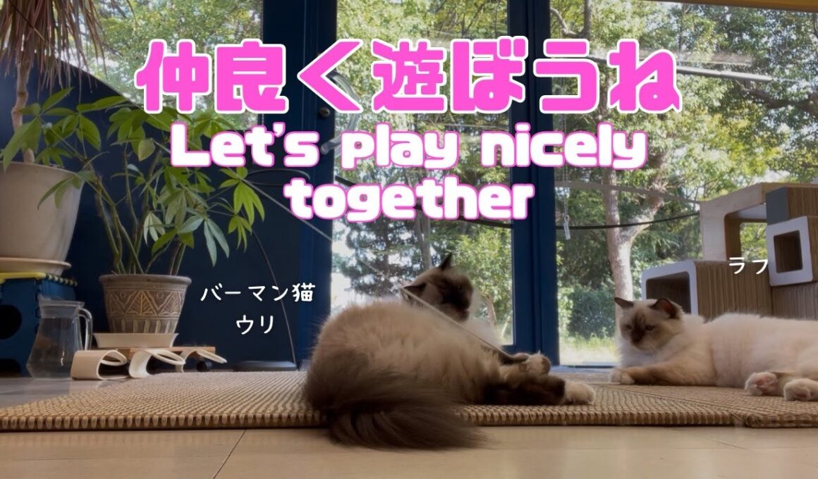 バーマン猫ウリとラフ【仲良く遊ぼうね】Let's play nicely together（バーマン猫）Birman/Cat