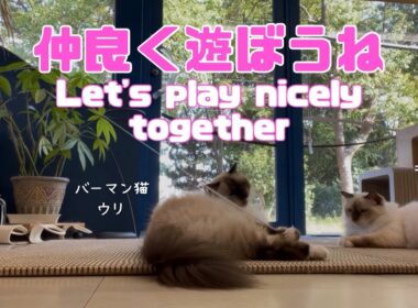 バーマン猫ウリとラフ【仲良く遊ぼうね】Let's play nicely together（バーマン猫）Birman/Cat