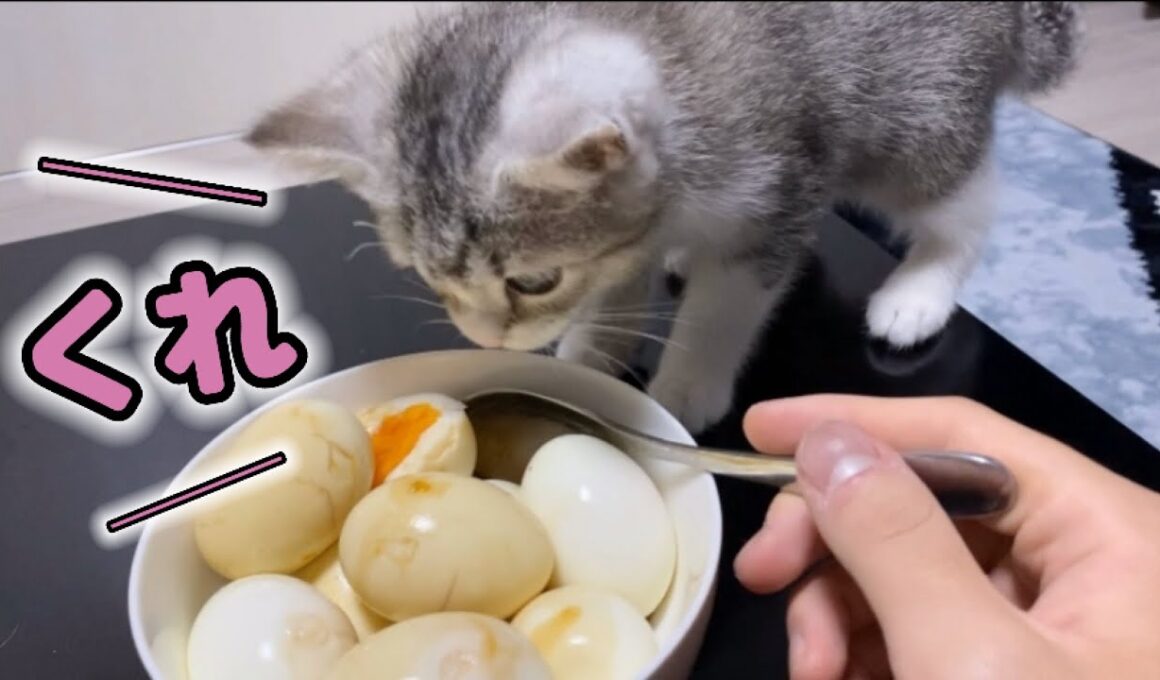 初めて卵を見た子猫の反応がこちらです【スコティッシュフォールド】