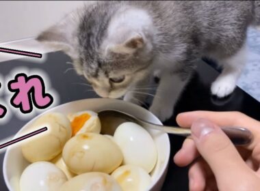 初めて卵を見た子猫の反応がこちらです【スコティッシュフォールド】