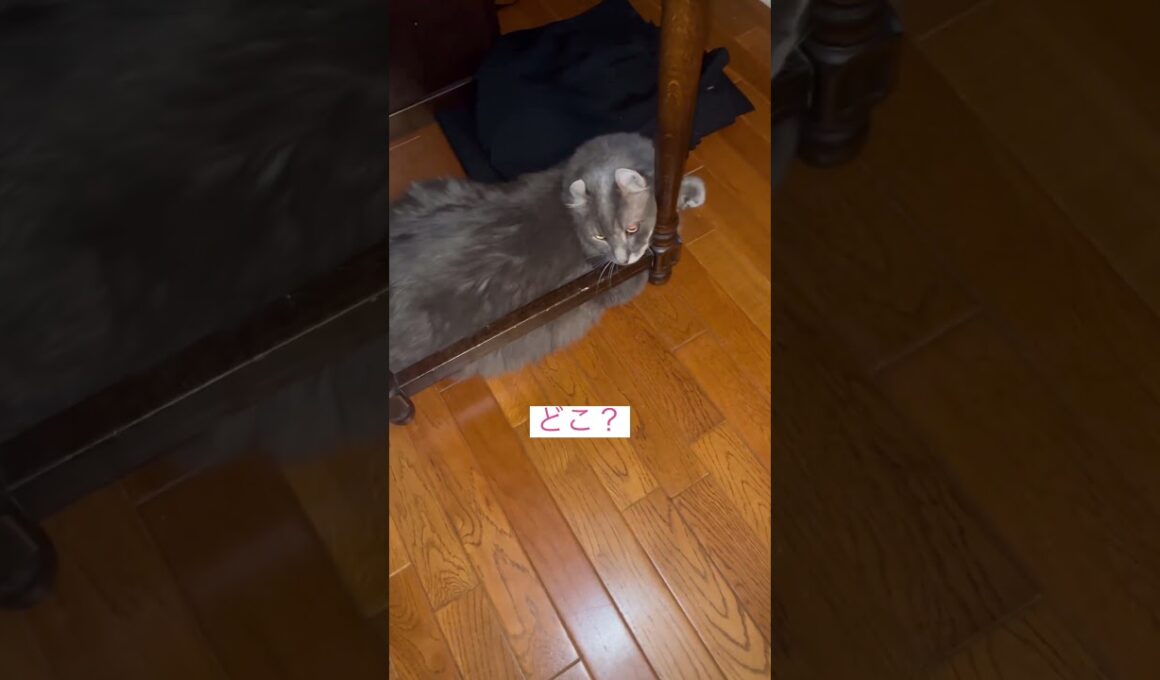 ニャンコブルー2 #ねこ動画 #アメリカンカール #catshorts