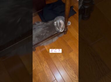 ニャンコブルー2 #ねこ動画 #アメリカンカール #catshorts