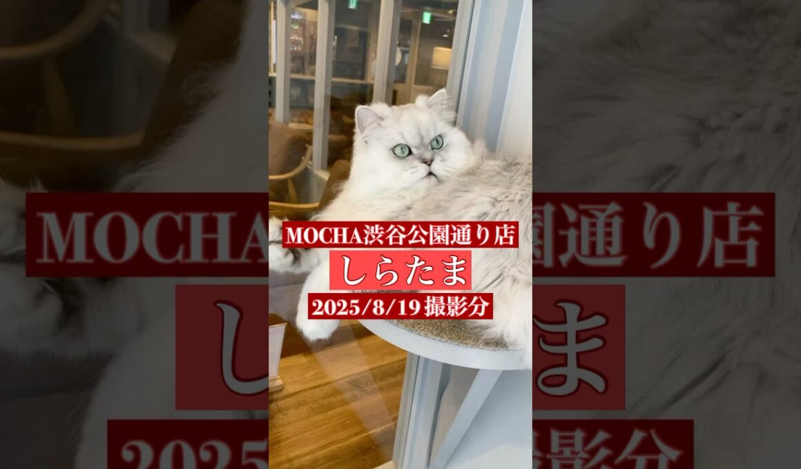 🐱 しらたま 🐱　(ペルシャ ♂)　猫カフェMOCHA 渋谷公園通り店　2025/8/19 撮影分　#cat  #ねこ #日替わり猫カフェにゃんこ