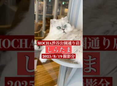 🐱 しらたま 🐱　(ペルシャ ♂)　猫カフェMOCHA 渋谷公園通り店　2025/8/19 撮影分　#cat  #ねこ #日替わり猫カフェにゃんこ
