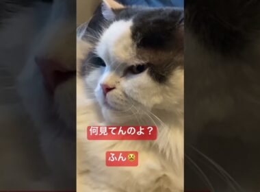 #cat #ラガマフィン#猫のいる暮らし #猫のいる暮らし #猫動画 #猫の日常 #猫のいる生活 #shorts #里親猫