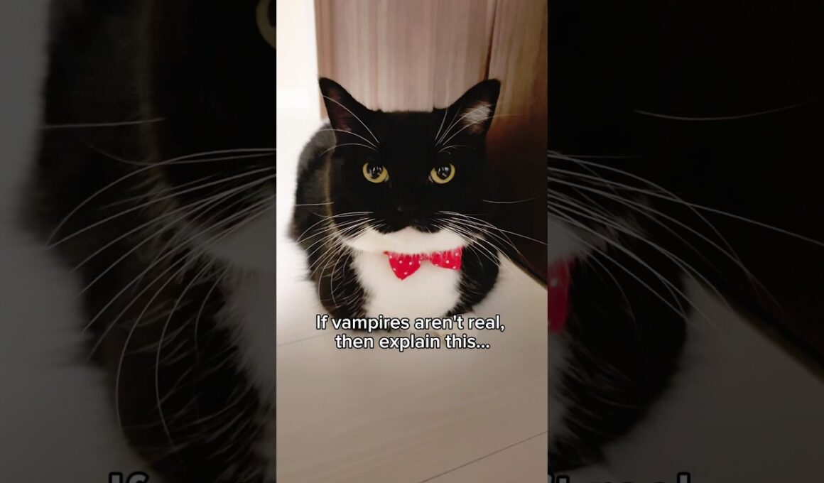 He may look cute… but don’t get too close  #catsofyoutube #cutecat #uni