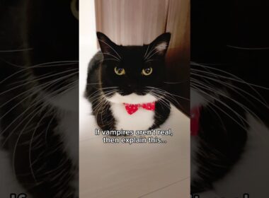 He may look cute… but don’t get too close  #catsofyoutube #cutecat #uni